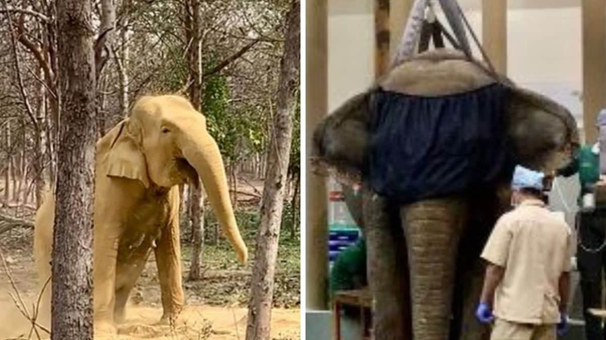 Hot Oil Massage, Jacuzzi & Ragi Ke Laddoo: Vantara’s Rescue Camp Provides Second Chance at Life to Over 200 Elephants