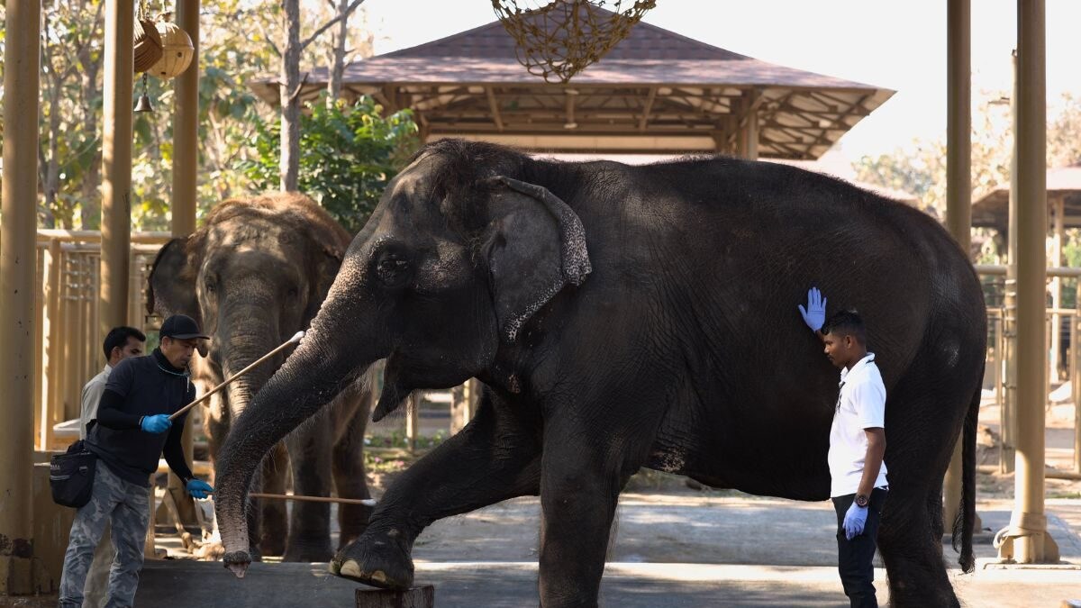 A Look at Anant Ambani’s Vantara in Jamnagar: A Unique Animal Rescue & Rehabilitation Programme