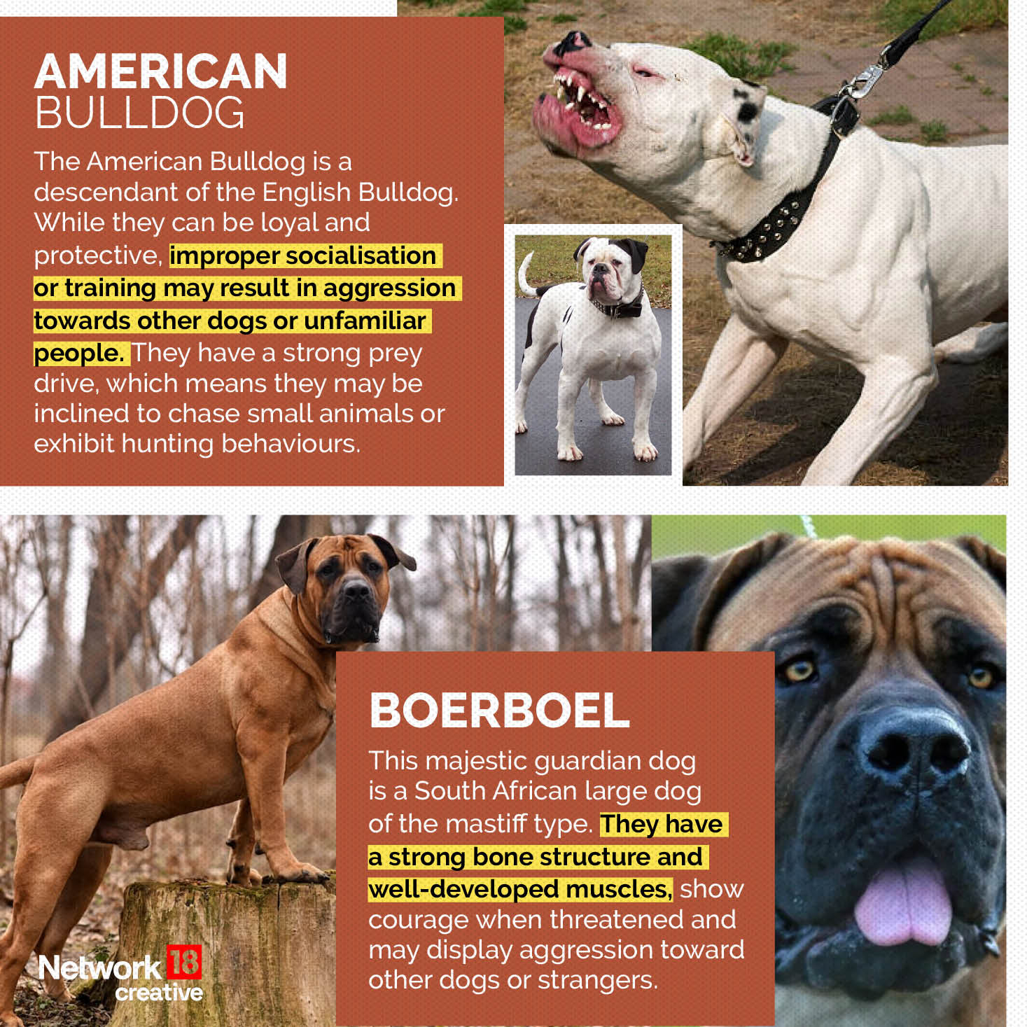 Centre Directs States To Ban 23 Breeds of Ferocious Dogs In GFX News18