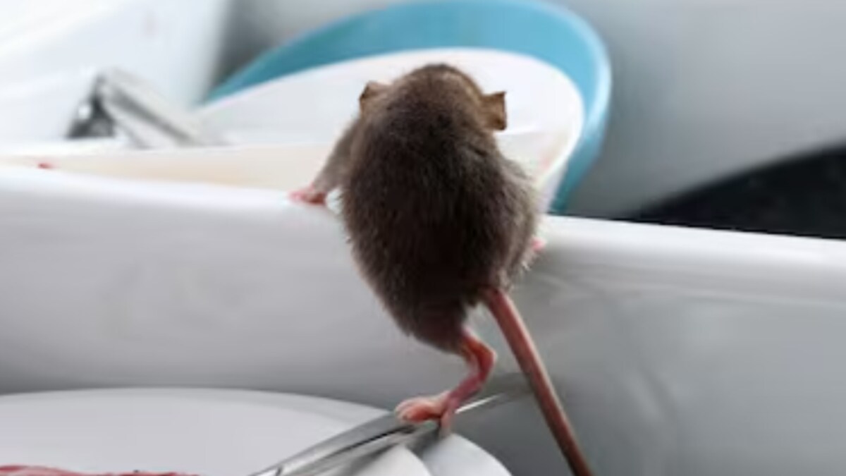 Bay Leaf To Garlic, 4 Common Kitchen Items That Keep Rodents Away News18