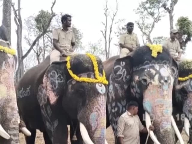 There are currently 17 domesticated elephants in the camp. 