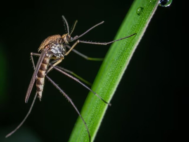 What Do We Know About Oropouche Fever That Has Killed Two Women In