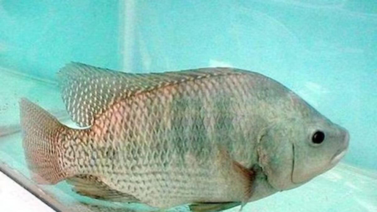 Known As Trash Fish, Tilapia's Health Benefits Will Surprise You News18