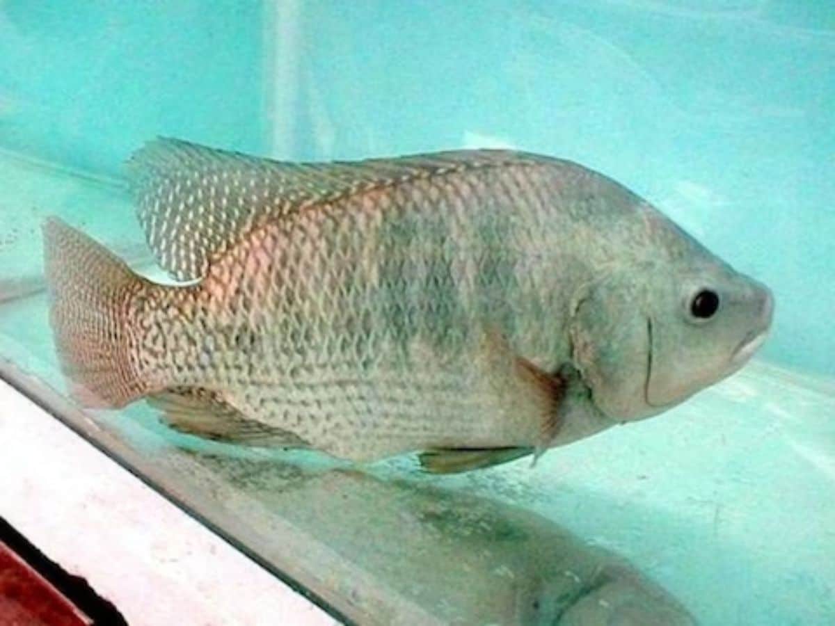 Known As Trash Fish, Tilapia's Health Benefits Will Surprise You - News18
