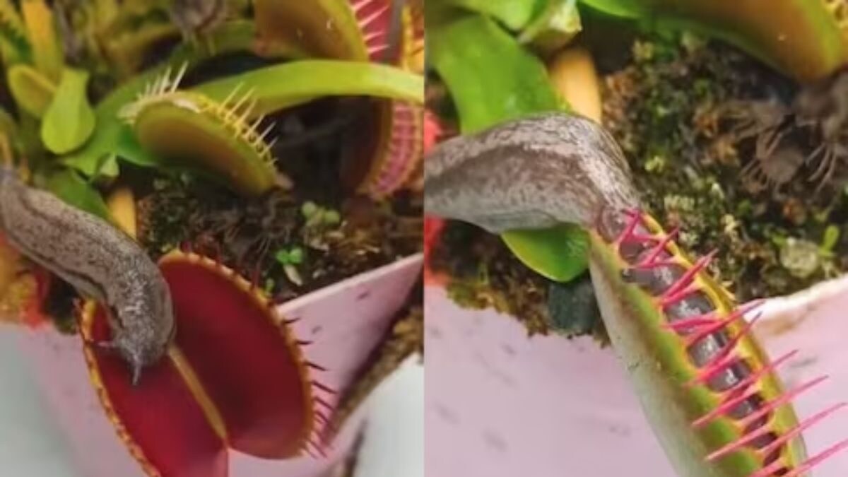 Video Shows Slug Stuck Inside Venus Flytrap, Here's What Happens Next