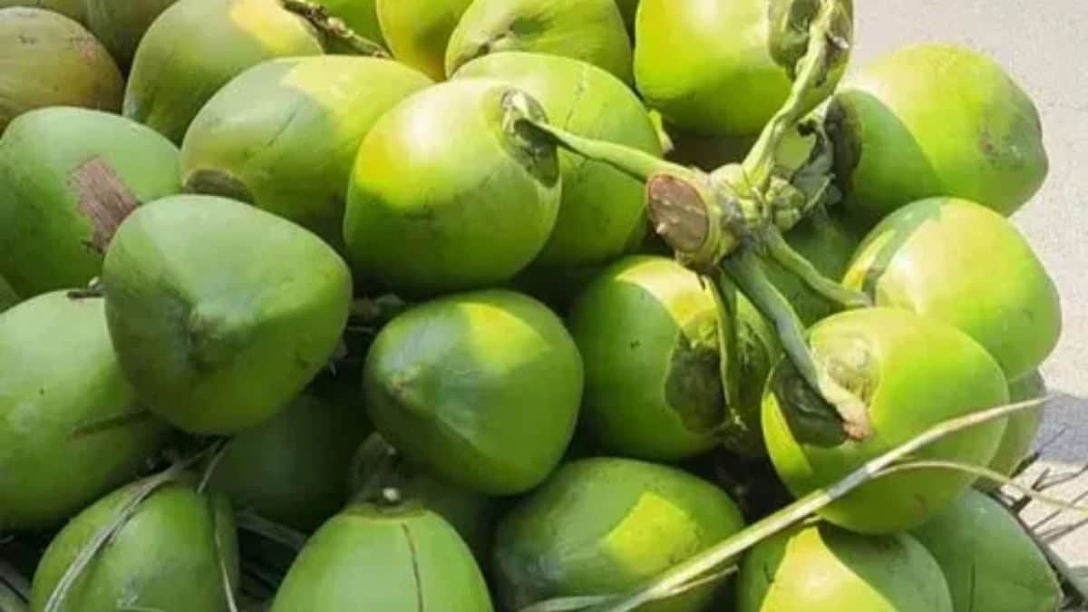 5 Suggestions To Assist You Choose The Proper Coconut With Excessive Water Content material – News18