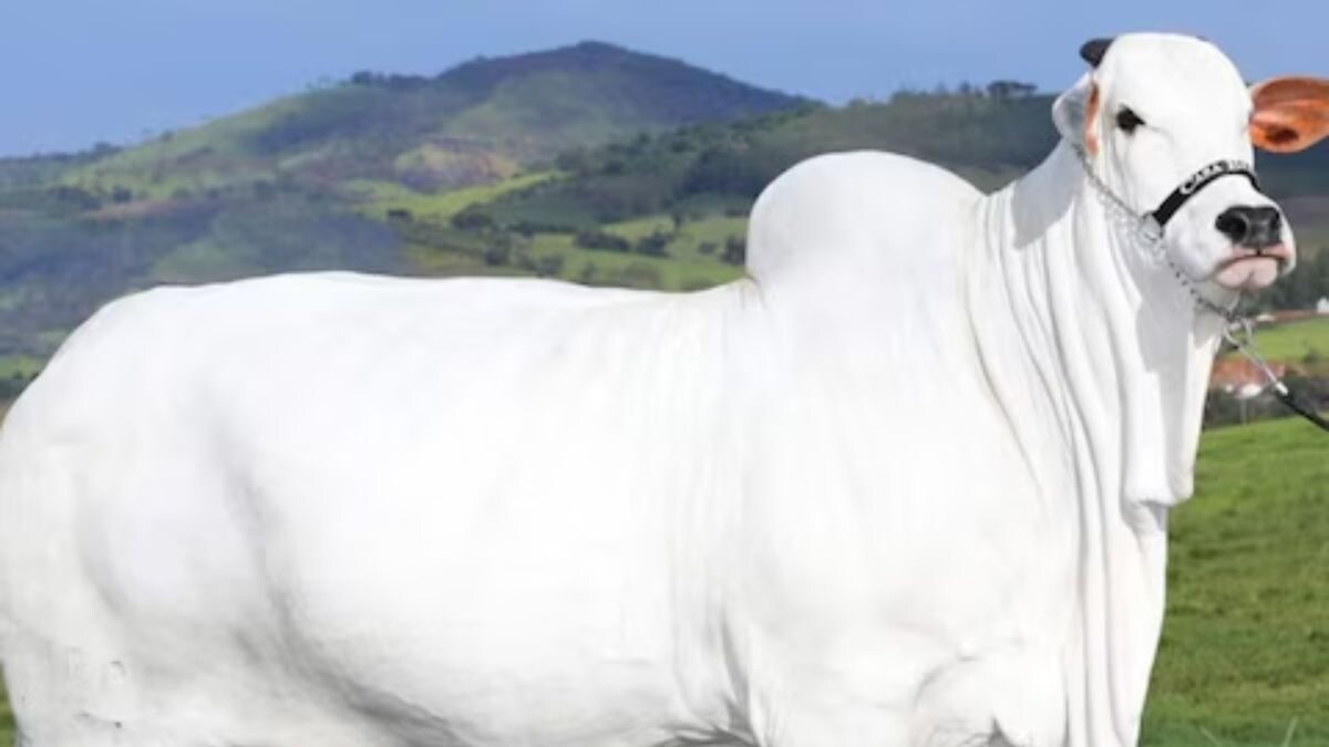 Nellore Cow Fetches Record-breaking Price Of Rs 40 Crore At Brazilian ...