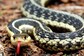 Onion To Ammonia Gas, 3 Substances That Can Help Ward Off Snakes