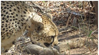 Big Cat Count in India Rises to 26 As Cheetah Gamini Gives Birth to Five Cubs at MP's Kuno National Park - Vimarsana News