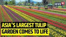 Asias biggest tulip garden set to open soon! Check out whats inside