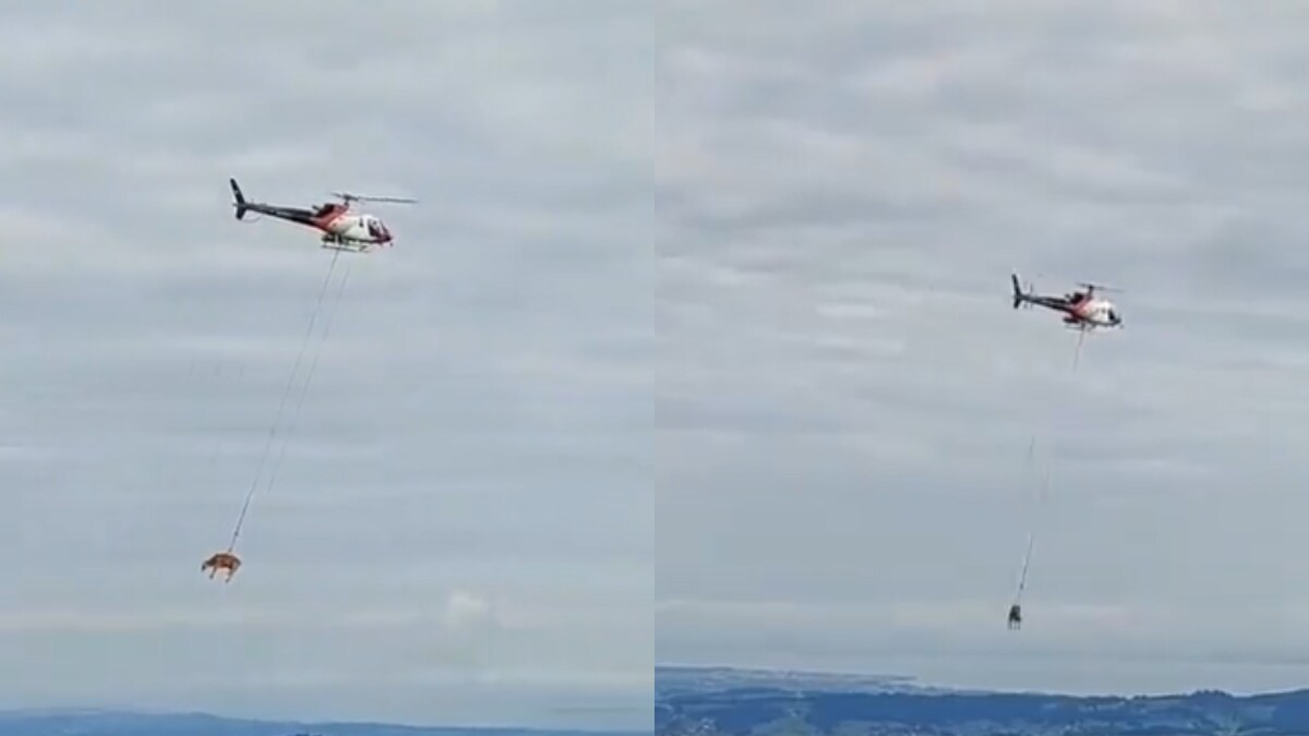Viral Video Shows Injured Cow Being Airlifted To Vet Clinic In ...