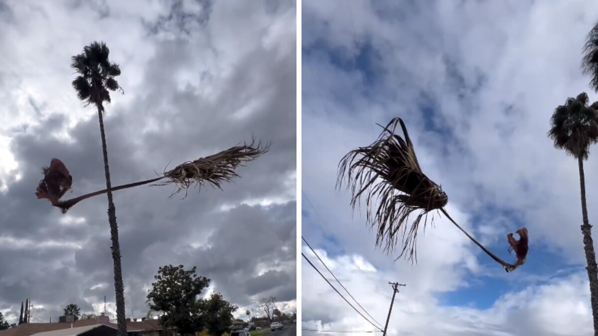 ‘Ride To Hogwarts’: Palm Branch Floating In The Air Leaves Internet Searching For Answers