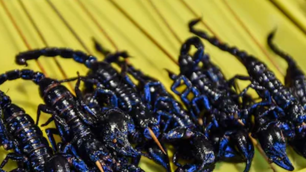 New Species Of Scorpion, With Eight Legs And Eyes, Discovered At