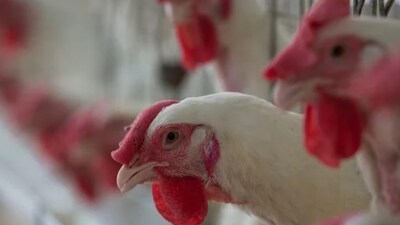 Avian flu symptoms can range from mild cases such as conjunctivitis to serious respiratory infections, according to experts. Other symptoms include fever, cough, sore throat, body aches, headaches, fatigue and pneumonia.  (Representative Image)
