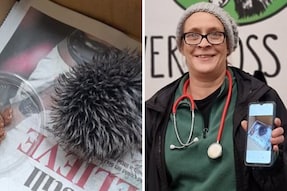 Woman Nurses 'Sick Baby Hedgehog' Overnight Only To Find Out It Was A Hat Bobble