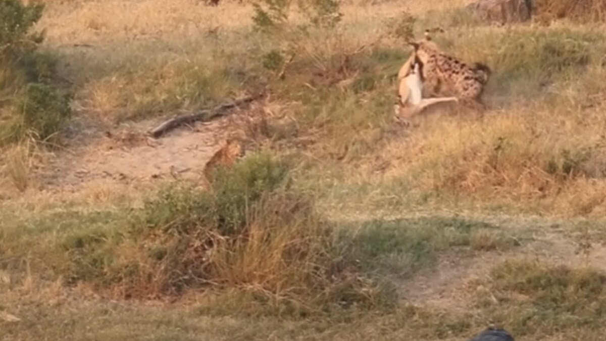Leopard, Hyenas And Crocodiles Turn Forest Into Battleground; Watch - Vimarsana News