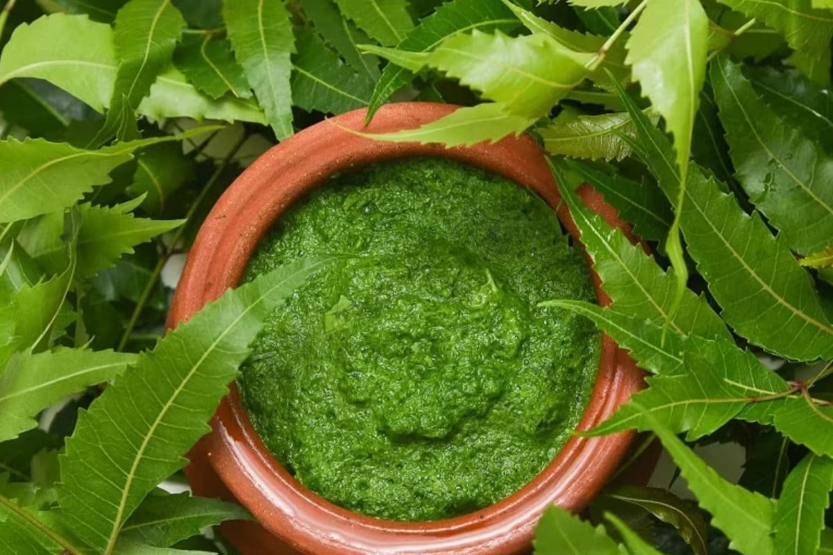 Treating Constipation To Fighting Signs Of Ageing, Benefits Of Neem