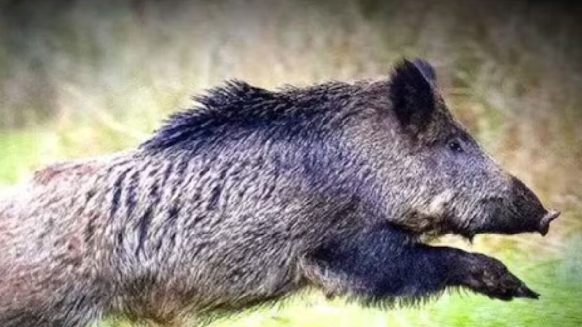 What This East Godavari Farmer Is Doing To Keep Wild Animals Away From