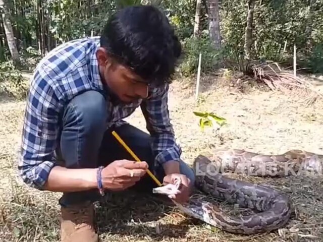 Unconscious Python Resurrected Using Artificial Respiration In ...