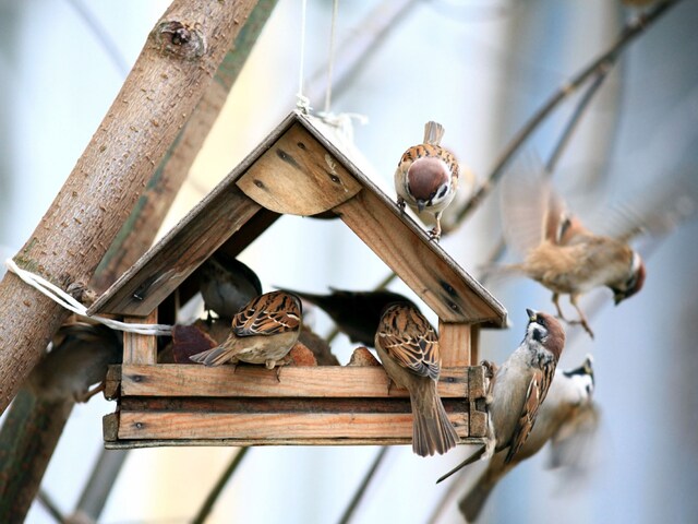 World Sparrow Day 2024: History, Significance, and Celebration - News18