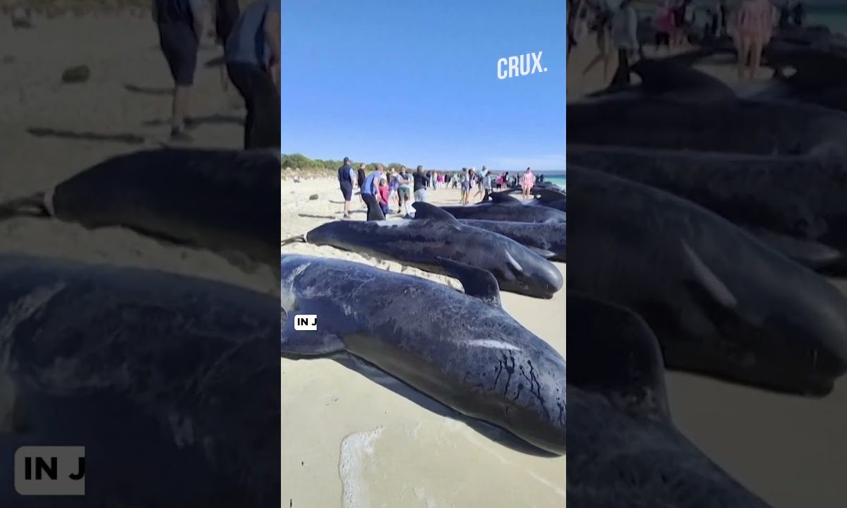 Watch | Pods Of Whales Stranded On Australia's West Coast