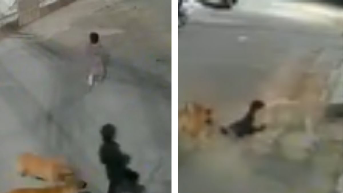Kid Attacked By Pack of Stray Dogs In Punjab's Bathinda Colony | Video ...
