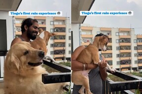 Bengaluru man shares a beautiful video of first rain experience of his pet on Instagram.