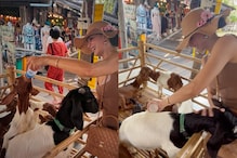 Jacqueline Fernandez Is A Bundle Of Sunshine As She Feeds Baby Goats In Her Vacay, Photos