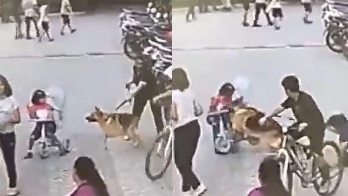 German Shepherd Assaults 6-12 months-Outdated In Ghaziabad’s Housing Society | On Cam – News18