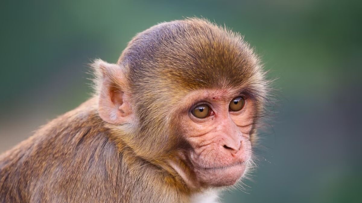 In Dakshin Kannada, Farmer Calls Cops To Drive Away Monkeys From His Farm - Vimarsana News