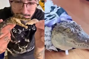 Watch: Man Accidentally Catches Baby Crocodile, Adopts It