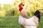 Colour Of Chicken's Face Changes With Their Emotions, Says New Study