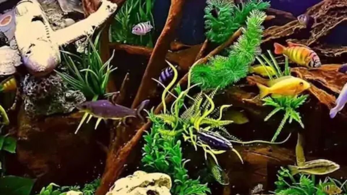 Optical Illusion: Spot The Seahorse In Aquarium In 5 Seconds - Vimarsana News