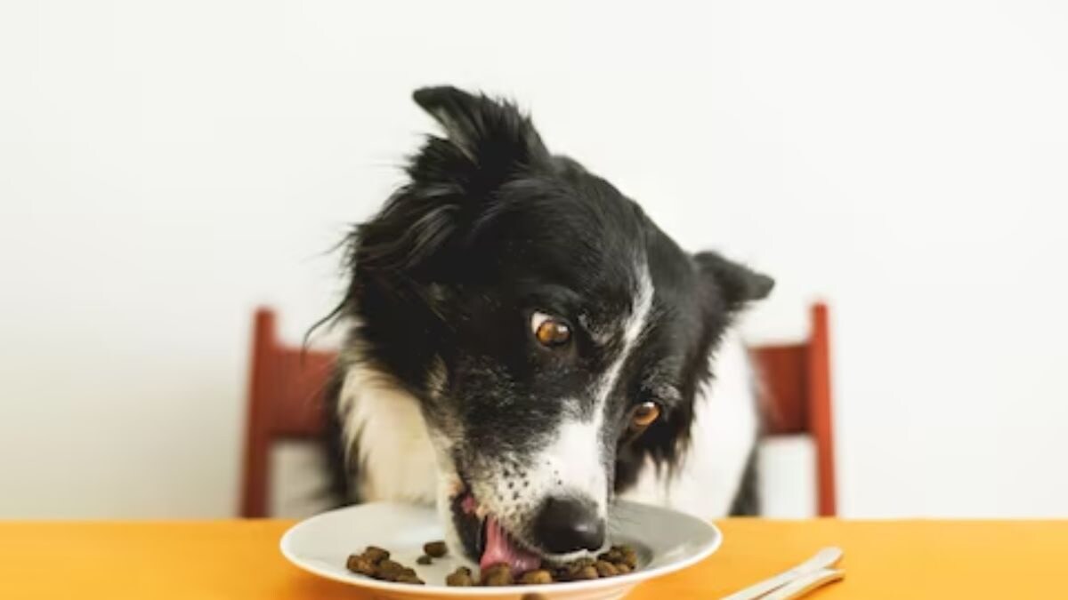 This Weird Job Requires Employees To Taste Dog Or Cat Food - Vimarsana News