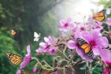 Why Butterfly Forest In Karnataka’s Bisle Ghat Should Be In Your Travel Bucket List