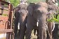 In Karnataka's Hassan, Wild Elephant Captured After It Roams For Kilometres