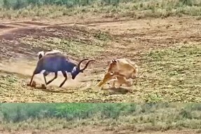 Watch: Lion And Antelope’s Face-off Has A Shocking End