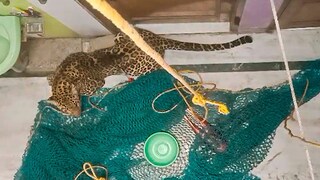 Leopard Barges into Home in Delhi's Wazirabad, 5 Injured | Watch - Vimarsana News