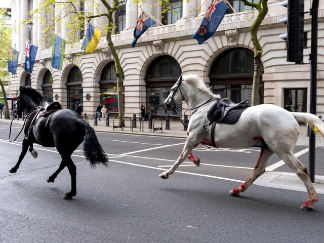 Two horses on the loose bolt through the streets of London near Aldwych. (Image: AP Photo)