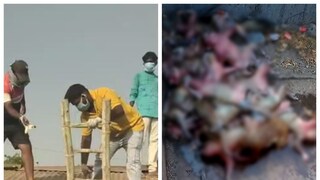 Telangana: Over 20 Monkeys Found Dead Inside Water Tank; BRS Leader Hits Out At Municipal Corporation - Vimarsana News