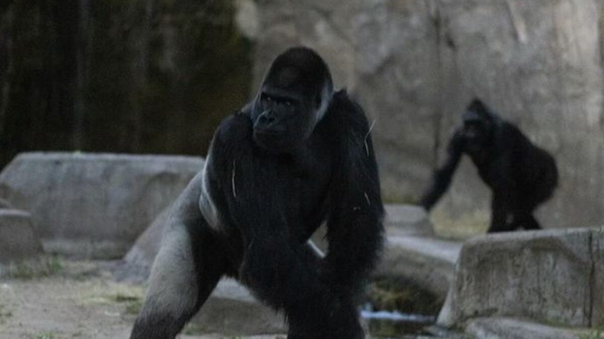 Texas Zoo Researchers Record 'Unusual' Animal Behaviour During Solar Eclipse - Vimarsana News