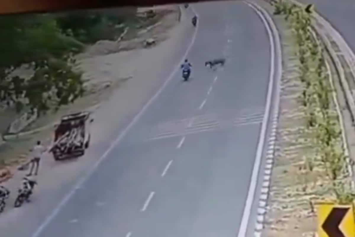 Ayodhya Biker Dies After Collision With A Nilgai, Horns Peirced In His Chest | Caught on Cam