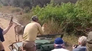 Watch: Tiger's Spine-Chilling Encounter With Cow At Ranthambore National Park - Vimarsana News