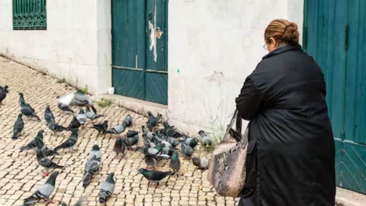The Impact of Urban Wildlife on Lung Health: How Feeding Pigeons Can Harm You The Impact of Urban Wildlife on Lung Health: How Feeding Pigeons Can Harm You