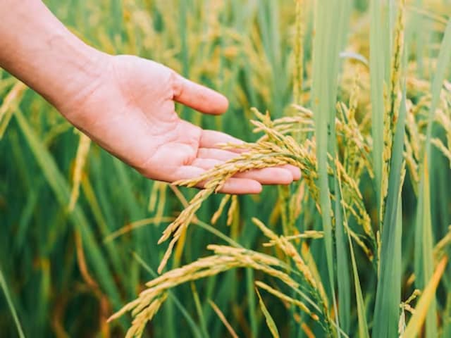 Know the latest bid prices of crops and grains in markets across the country today.