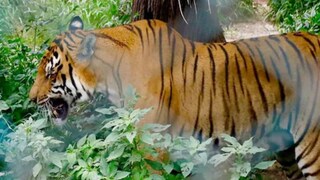Why Tigers At This Zoo Aren't Fed Meat On Saturdays - Vimarsana News