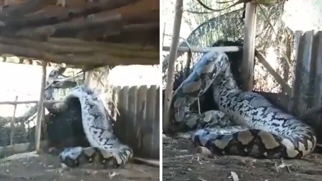 This Video Of Giant Python Trying To Escape Is As Scary As It Gets ...