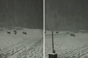 This Video Of Bear Enjoying Snowfall In Sonamarg Will Make Your Day