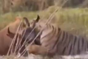 Nail-Biting Video: Gaur Escapes The Clutches Of Fierce Tiger With Help of A 'Friend'