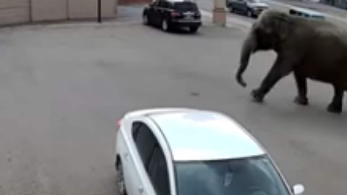 In Shocking Video, Elephant Creates Chaos After Escaping Circus Viral